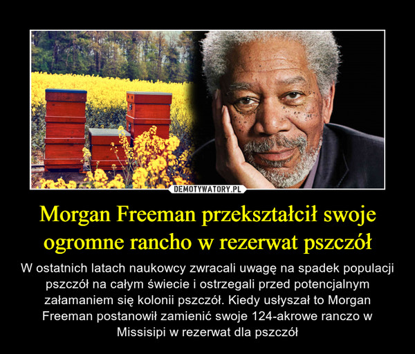 Morgan Freeman przekształcił swoje ogromne rancho w rezerwat pszczół
