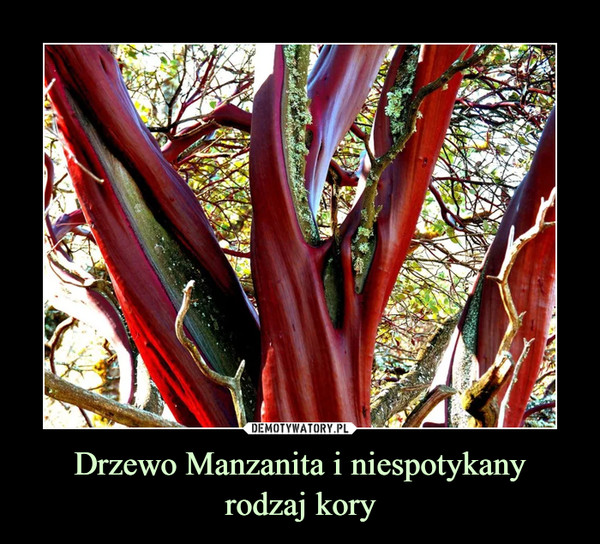 Drzewo Manzanita i niespotykanyrodzaj kory –  
