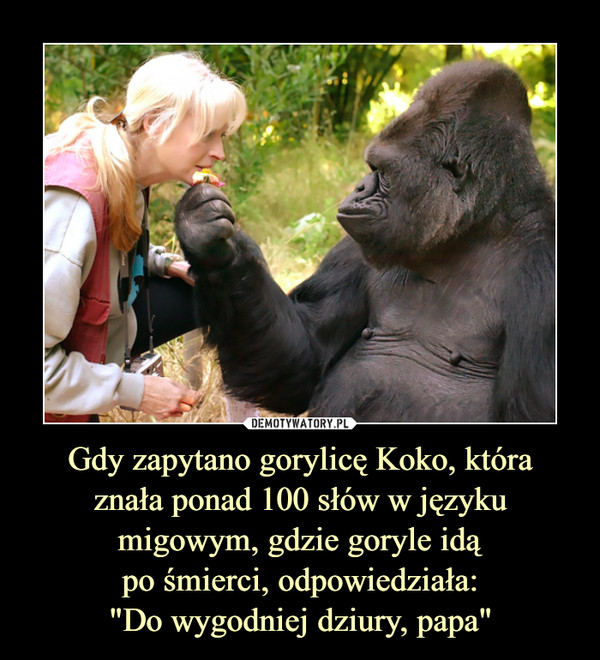 Gdy zapytano gorylicę Koko, która
znała ponad 100 słów w języku migowym, gdzie goryle idą
po śmierci, odpowiedziała:
"Do wygodniej dziury, papa"