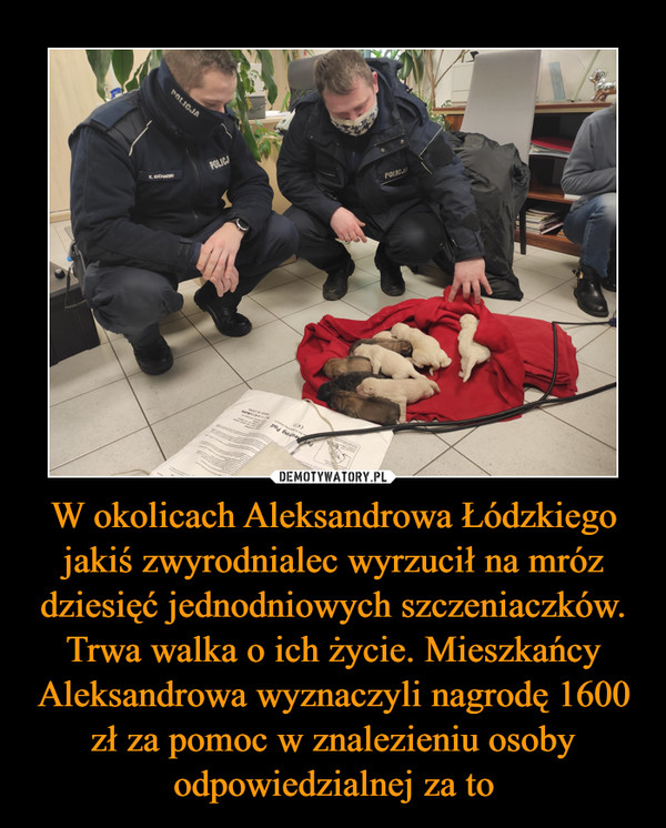 W okolicach Aleksandrowa Łódzkiego jakiś zwyrodnialec wyrzucił na mróz dziesięć jednodniowych szczeniaczków. Trwa walka o ich życie. Mieszkańcy Aleksandrowa wyznaczyli nagrodę 1600 zł za pomoc w znalezieniu osoby odpowiedzialnej za to –  
