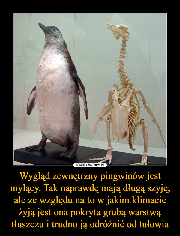 Wygląd zewnętrzny pingwinów jest mylący. Tak naprawdę mają długą szyję, ale ze względu na to w jakim klimacie żyją jest ona pokryta grubą warstwą tłuszczu i trudno ją odróżnić od tułowia –  