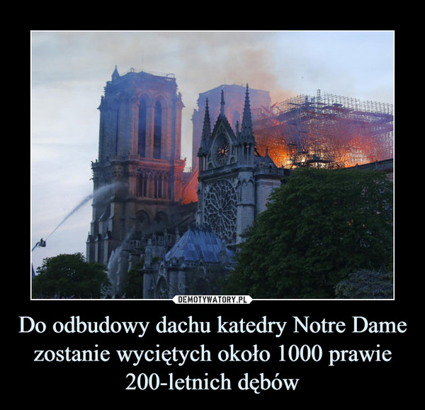 Do odbudowy dachu katedry Notre Dame zostanie wyciętych około 1000 prawie 200-letnich dębów