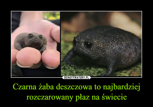 Czarna żaba deszczowa to najbardziej rozczarowany płaz na świecie –  