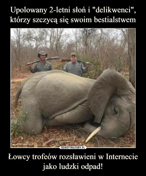 Upolowany 2-letni słoń i "delikwenci", którzy szczycą się swoim bestialstwem Łowcy trofeów rozsławieni w Internecie jako ludzki odpad!
