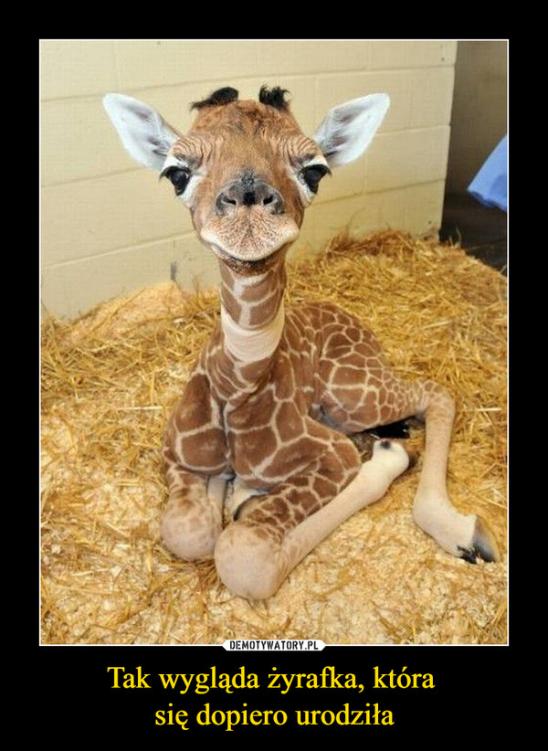 Tak wygląda żyrafka, która się dopiero urodziła –  