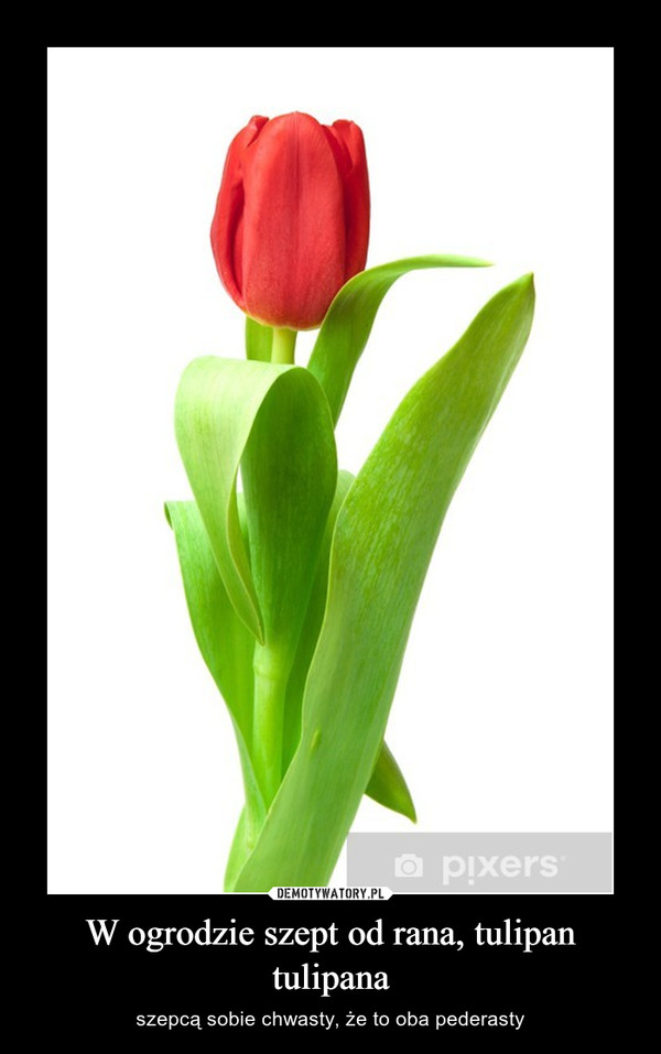W ogrodzie szept od rana, tulipan tulipana – szepcą sobie chwasty, że to oba pederasty 