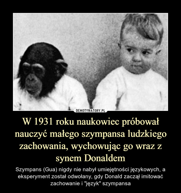 W 1931 roku naukowiec próbował nauczyć małego szympansa ludzkiego zachowania, wychowując go wraz z synem Donaldem