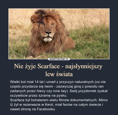 Nie żyje Scarface - najsłynniejszy 
lew świata