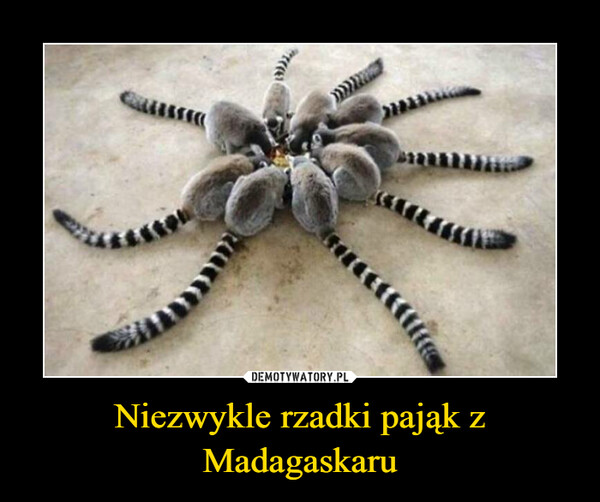 Niezwykle rzadki pająk z Madagaskaru