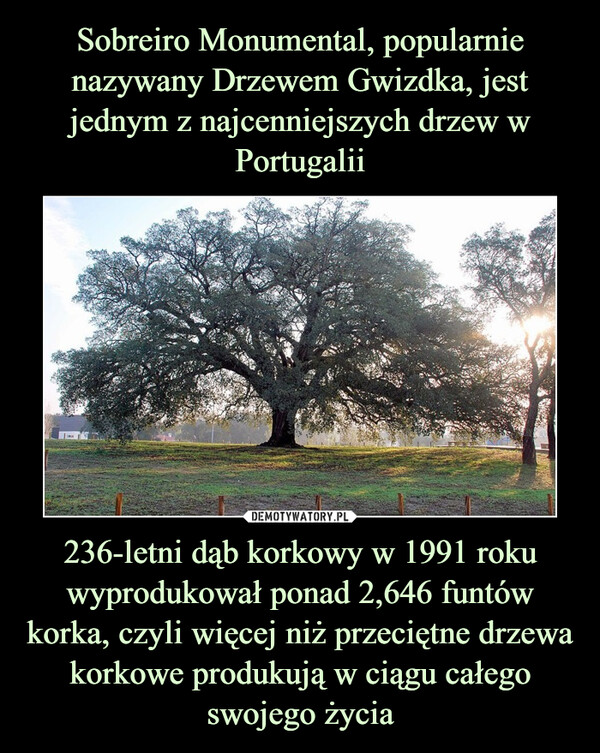 Sobreiro Monumental, popularnie nazywany Drzewem Gwizdka, jest jednym z najcenniejszych drzew w Portugalii 236-letni dąb korkowy w 1991 roku wyprodukował ponad 2,646 funtów korka, czyli więcej niż przeciętne drzewa korkowe produkują w ciągu całego swojego życia