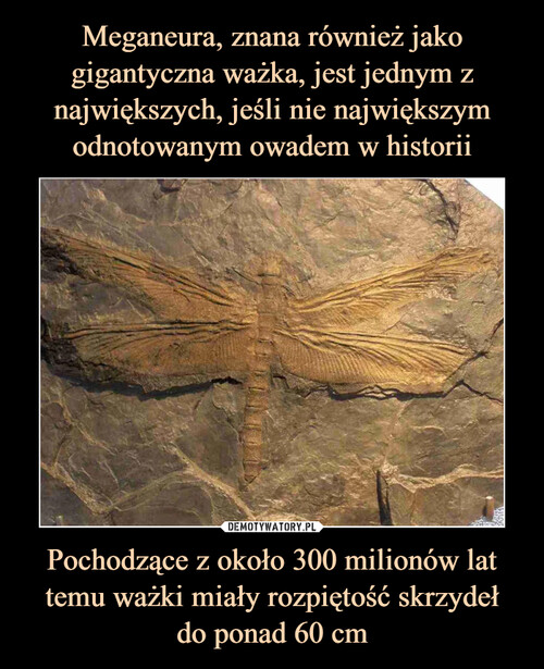 Meganeura, znana również jako gigantyczna ważka, jest jednym z największych, jeśli nie największym odnotowanym owadem w historii Pochodzące z około 300 milionów lat temu ważki miały rozpiętość skrzydeł
do ponad 60 cm