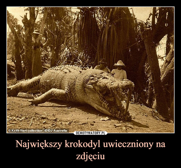 Największy krokodyl uwieczniony na zdjęciu
