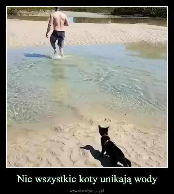Nie wszystkie koty unikają wody –  