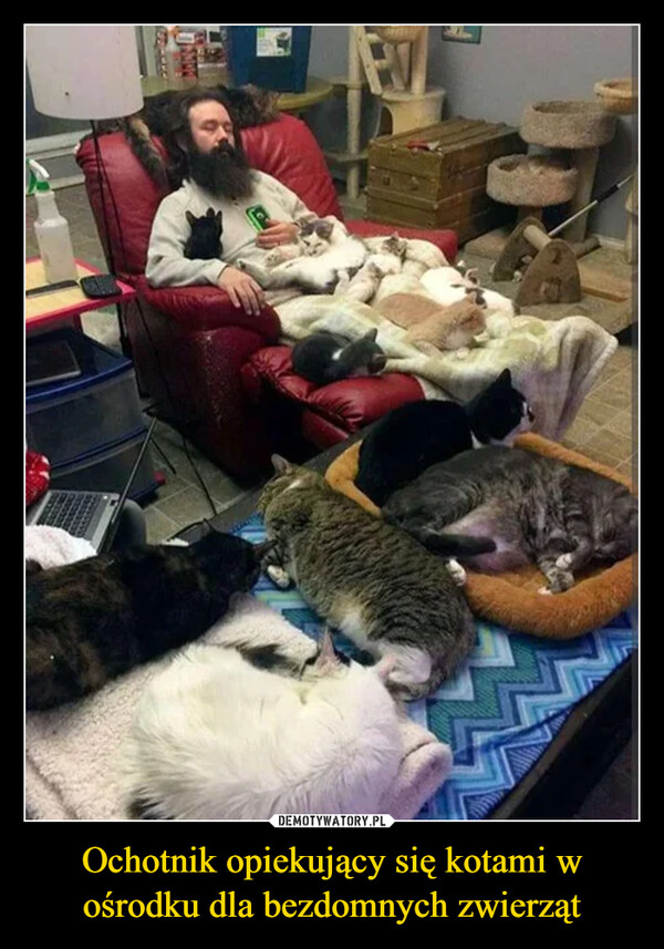 Ochotnik opiekujący się kotami w ośrodku dla bezdomnych zwierząt