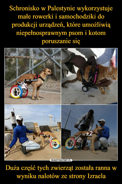 Schronisko w Palestynie wykorzystuje małe rowerki i samochodziki do produkcji urządzeń, które umożliwią niepełnosprawnym psom i kotom poruszanie się Duża część tych zwierząt została ranna w wyniku nalotów ze strony Izraela