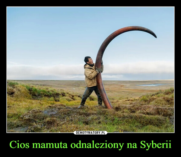 Cios mamuta odnaleziony na Syberii