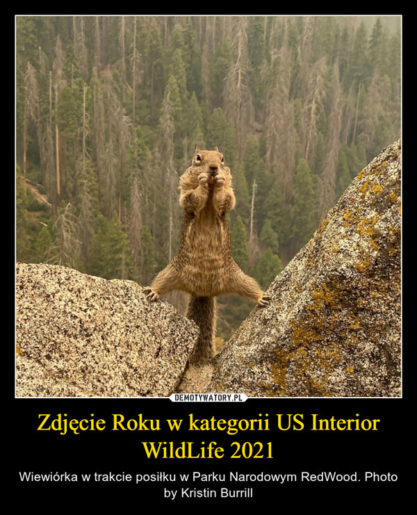 Zdjęcie Roku w kategorii US Interior WildLife 2021 – Wiewiórka w trakcie posiłku w Parku Narodowym RedWood. Photo by Kristin Burrill 