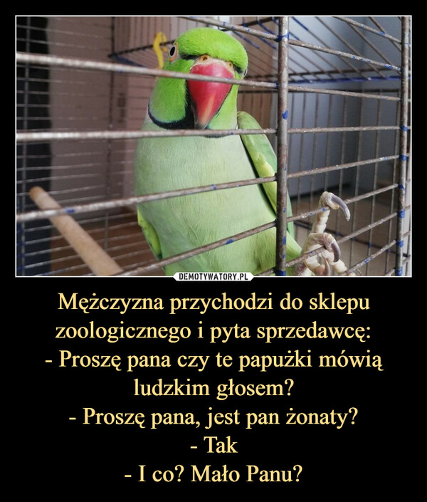 Mężczyzna przychodzi do sklepu zoologicznego i pyta sprzedawcę:
- Proszę pana czy te papużki mówią ludzkim głosem?
- Proszę pana, jest pan żonaty?
- Tak
- I co? Mało Panu?