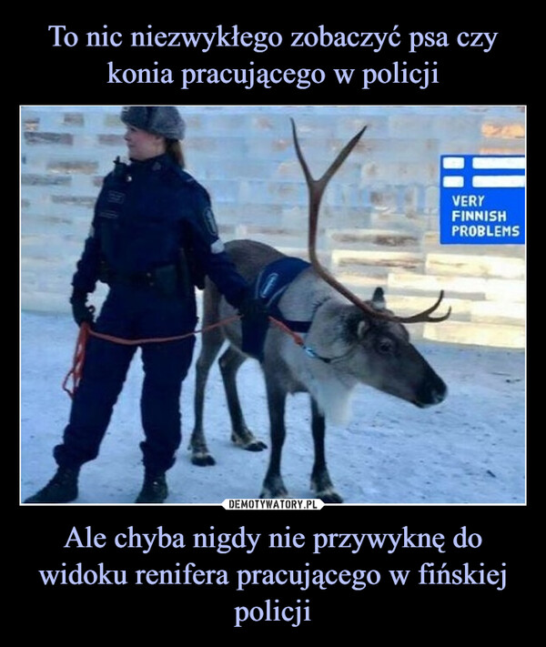 To nic niezwykłego zobaczyć psa czy konia pracującego w policji Ale chyba nigdy nie przywyknę do widoku renifera pracującego w fińskiej policji