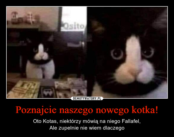 Poznajcie naszego nowego kotka! – Oto Kotas, niektórzy mówią na niego Fallafel,Ale zupelnie nie wiem dlaczego 