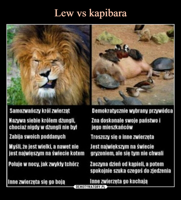 Lew vs kapibara
