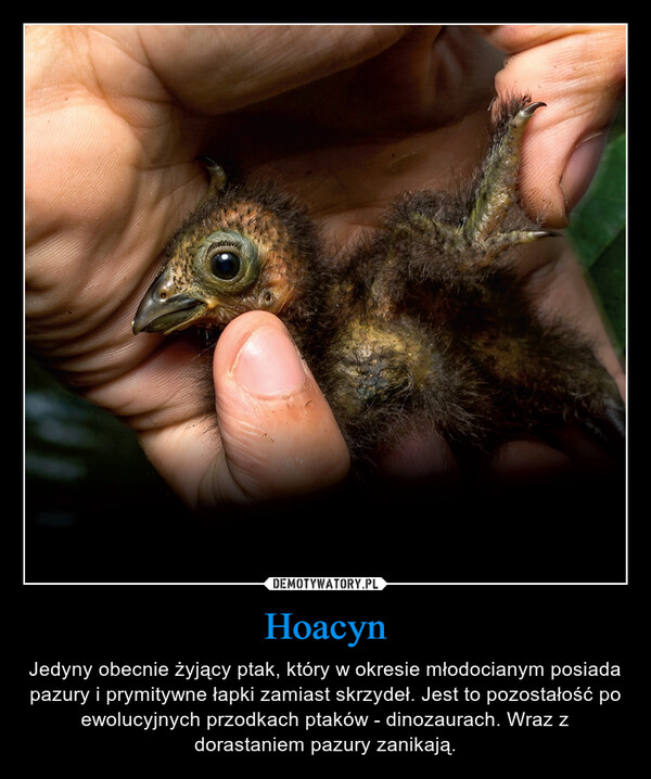 Hoacyn – Jedyny obecnie żyjący ptak, który w okresie młodocianym posiada pazury i prymitywne łapki zamiast skrzydeł. Jest to pozostałość po ewolucyjnych przodkach ptaków - dinozaurach. Wraz z dorastaniem pazury zanikają. 