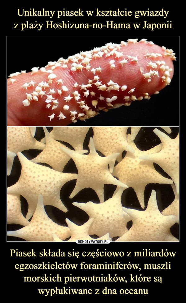 Unikalny piasek w kształcie gwiazdy
z plaży Hoshizuna-no-Hama w Japonii Piasek składa się częściowo z miliardów egzoszkieletów foraminiferów, muszli morskich pierwotniaków, które są wypłukiwane z dna oceanu