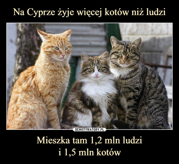 Na Cyprze żyje więcej kotów niż ludzi Mieszka tam 1,2 mln ludzi
i 1,5 mln kotów