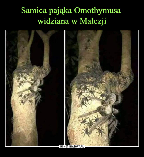 Samica pająka Omothymusa 
widziana w Malezji