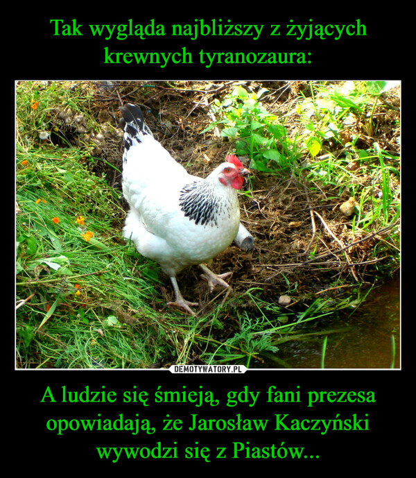 A ludzie się śmieją, gdy fani prezesa opowiadają, że Jarosław Kaczyński wywodzi się z Piastów... –  