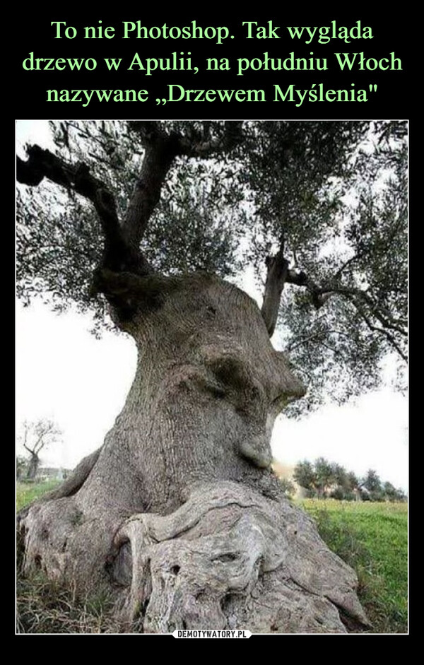 To nie Photoshop. Tak wygląda drzewo w Apulii, na południu Włoch nazywane „Drzewem Myślenia"