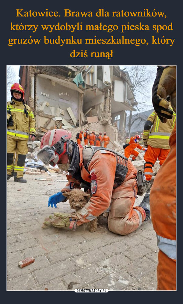 Katowice. Brawa dla ratowników, którzy wydobyli małego pieska spod gruzów budynku mieszkalnego, który dziś runął