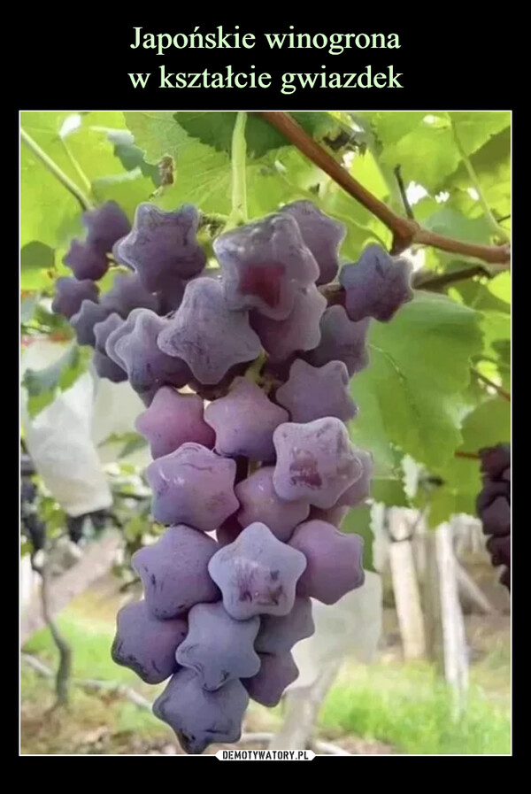 Japońskie winogrona
w kształcie gwiazdek