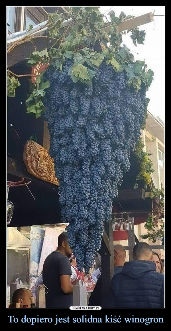 To dopiero jest solidna kiść winogron