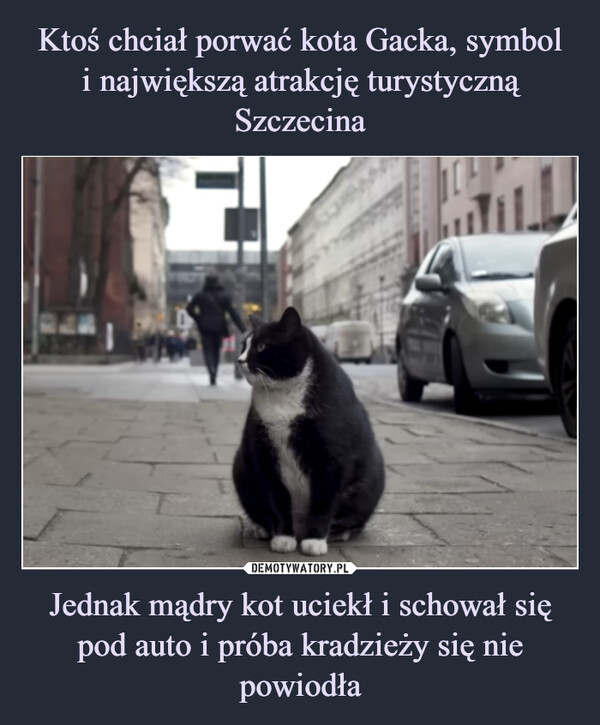 Ktoś chciał porwać kota Gacka, symbol
i największą atrakcję turystyczną Szczecina Jednak mądry kot uciekł i schował się pod auto i próba kradzieży się nie powiodła