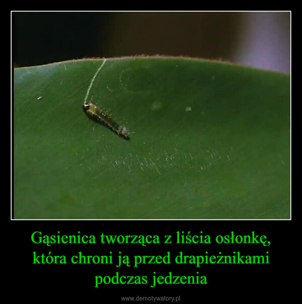 Gąsienica tworząca z liścia osłonkę, która chroni ją przed drapieżnikami podczas jedzenia –  