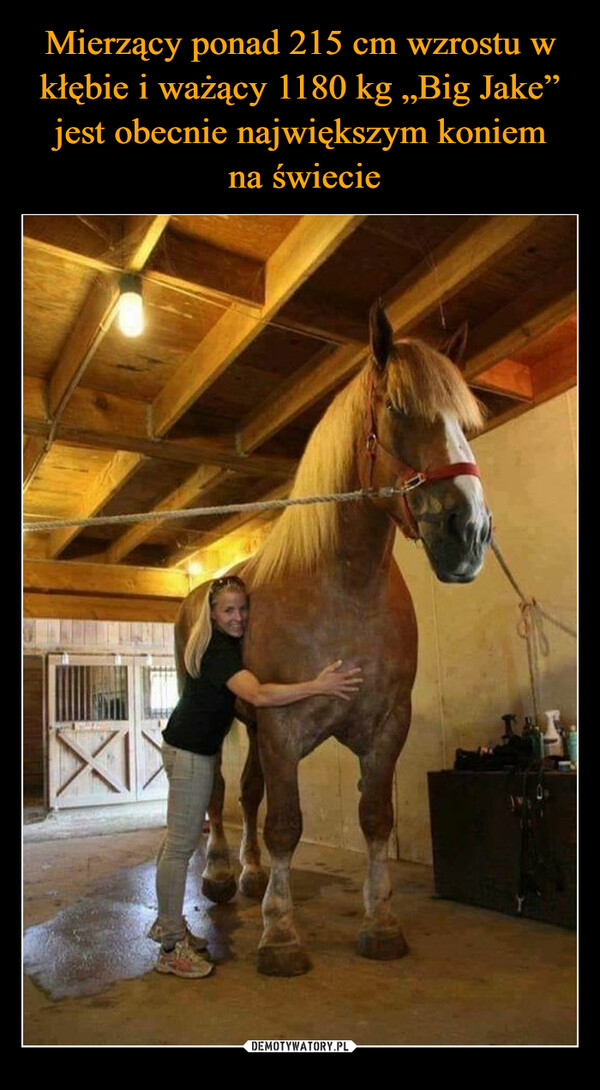 Mierzący ponad 215 cm wzrostu w kłębie i ważący 1180 kg „Big Jake” jest obecnie największym koniem
 na świecie
