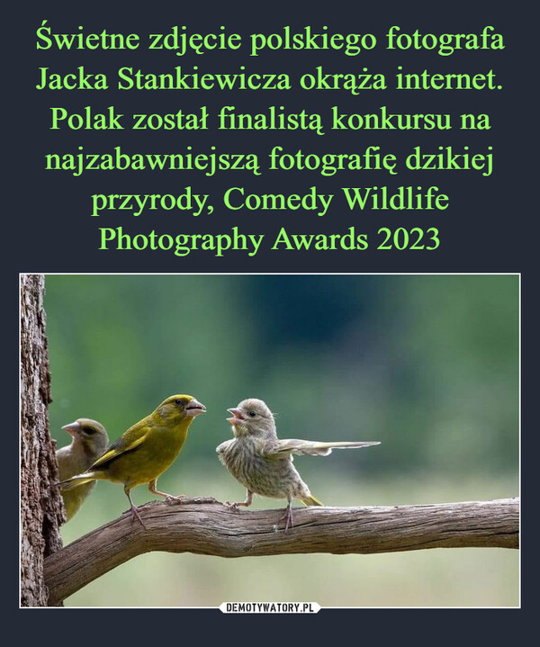 Świetne zdjęcie polskiego fotografa Jacka Stankiewicza okrąża internet. Polak został finalistą konkursu na najzabawniejszą fotografię dzikiej przyrody, Comedy Wildlife Photography Awards 2023