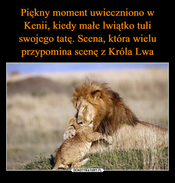 Piękny moment uwieczniono w Kenii, kiedy małe lwiątko tuli swojego tatę. Scena, która wielu przypomina scenę z Króla Lwa