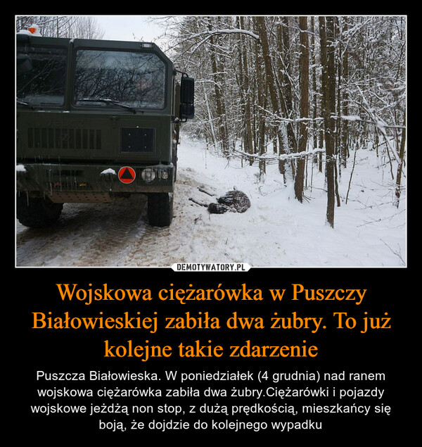 Wojskowa ciężarówka w Puszczy Białowieskiej zabiła dwa żubry. To już kolejne takie zdarzenie – Puszcza Białowieska. W poniedziałek (4 grudnia) nad ranem wojskowa ciężarówka zabiła dwa żubry.Ciężarówki i pojazdy wojskowe jeżdżą non stop, z dużą prędkością, mieszkańcy się boją, że dojdzie do kolejnego wypadku 