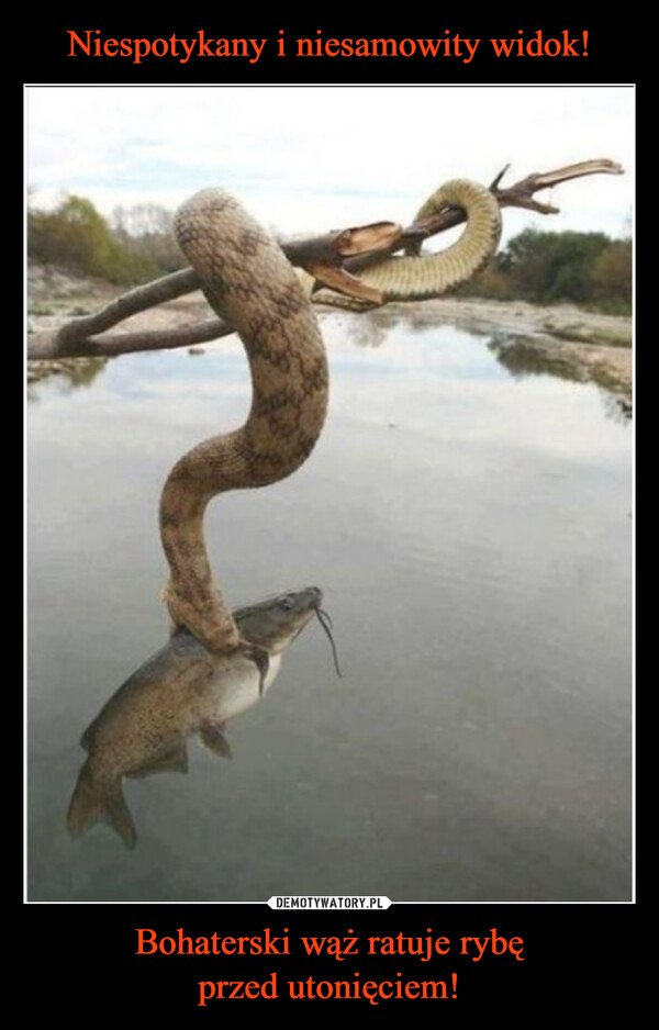 Niespotykany i niesamowity widok! Bohaterski wąż ratuje rybę
przed utonięciem!