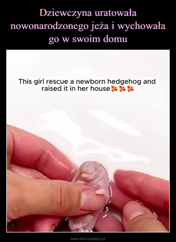  –  This girl rescue a newborn hedgehog andraised it in her house!