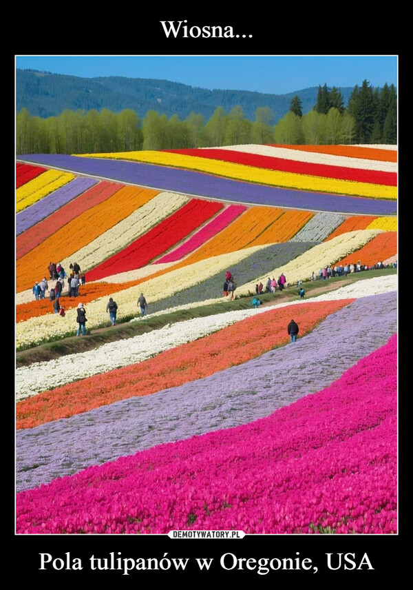 Pola tulipanów w Oregonie, USA –  